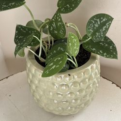 Silver satin pothos plant