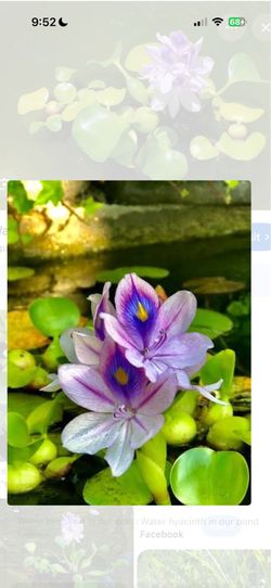Aquatic Plants Hyacinths Lillies for ponds
