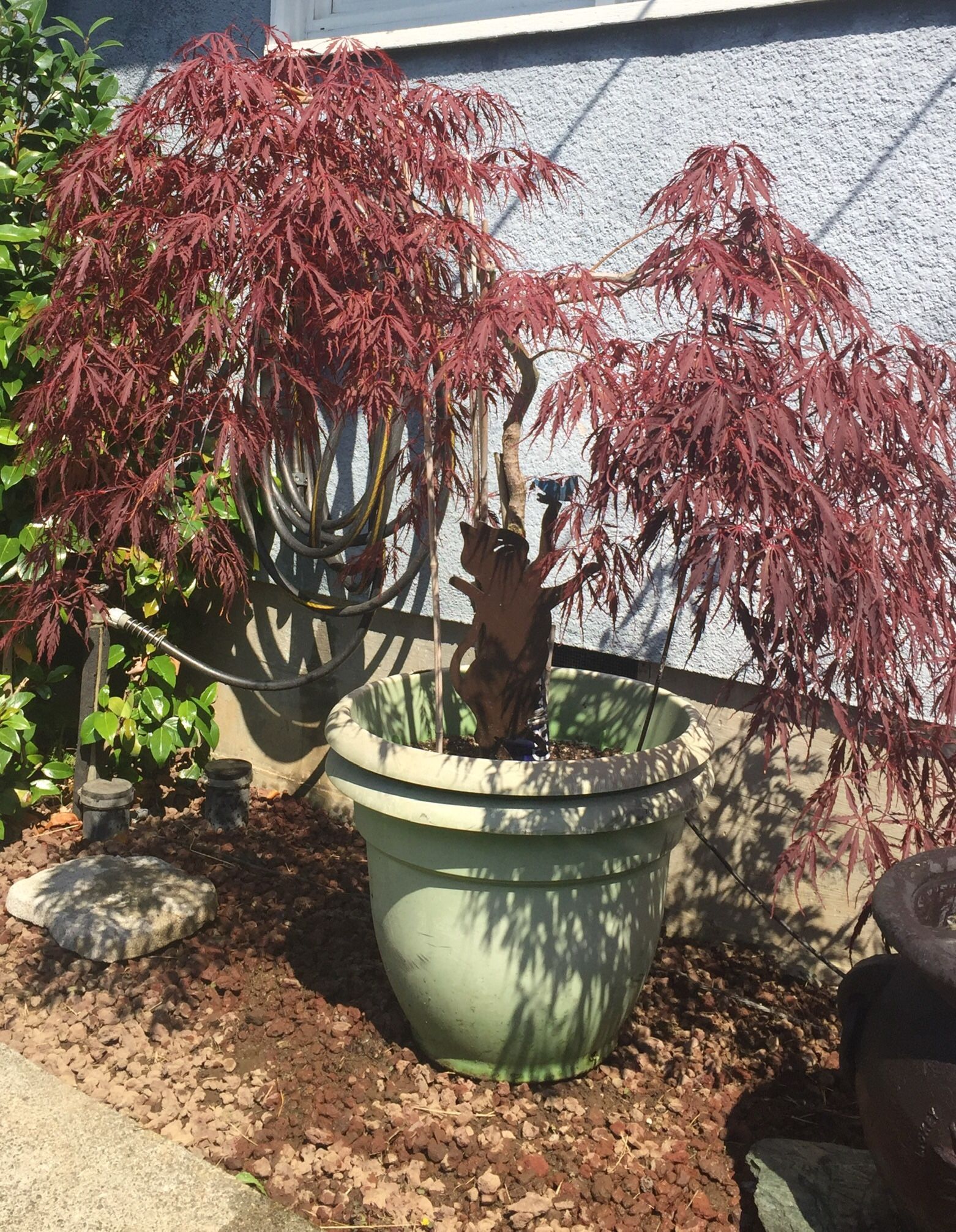 Japanese Weeping Maple