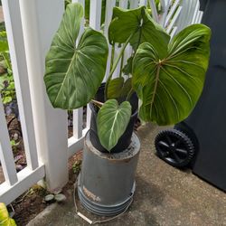Big Philodendron Gloriosum Plant