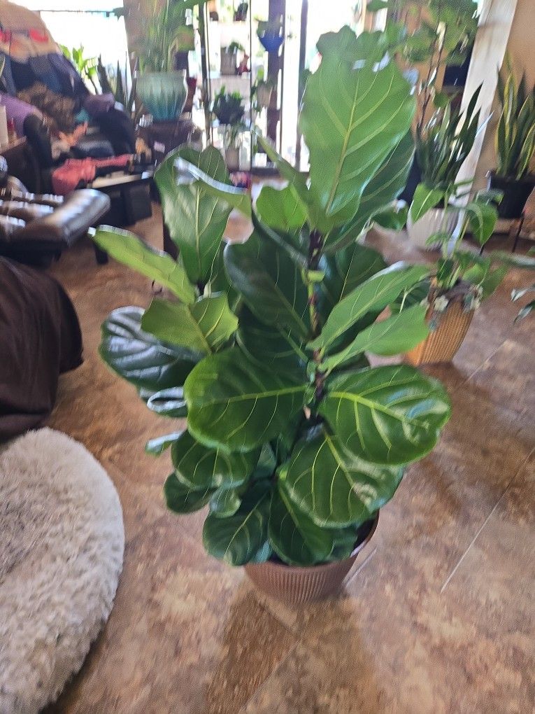 4ft Tall Fiddle Leaf Fig Plants In 16in New Composite Pot