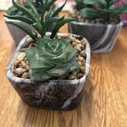 Fake Succulents