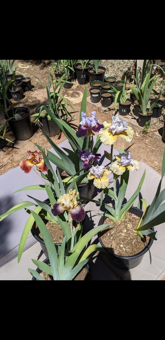 Blooming Irises