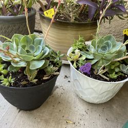 Variety Of Beautiful Succulents 