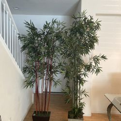 Two beautiful tall trees