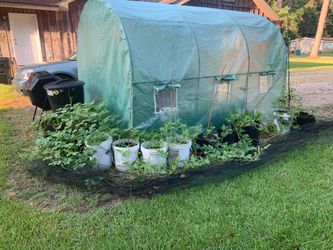 Greenhouse Setup