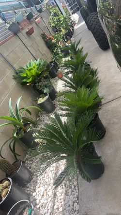 SAGO PALM