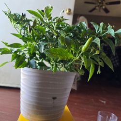 Ornamental pepper plant