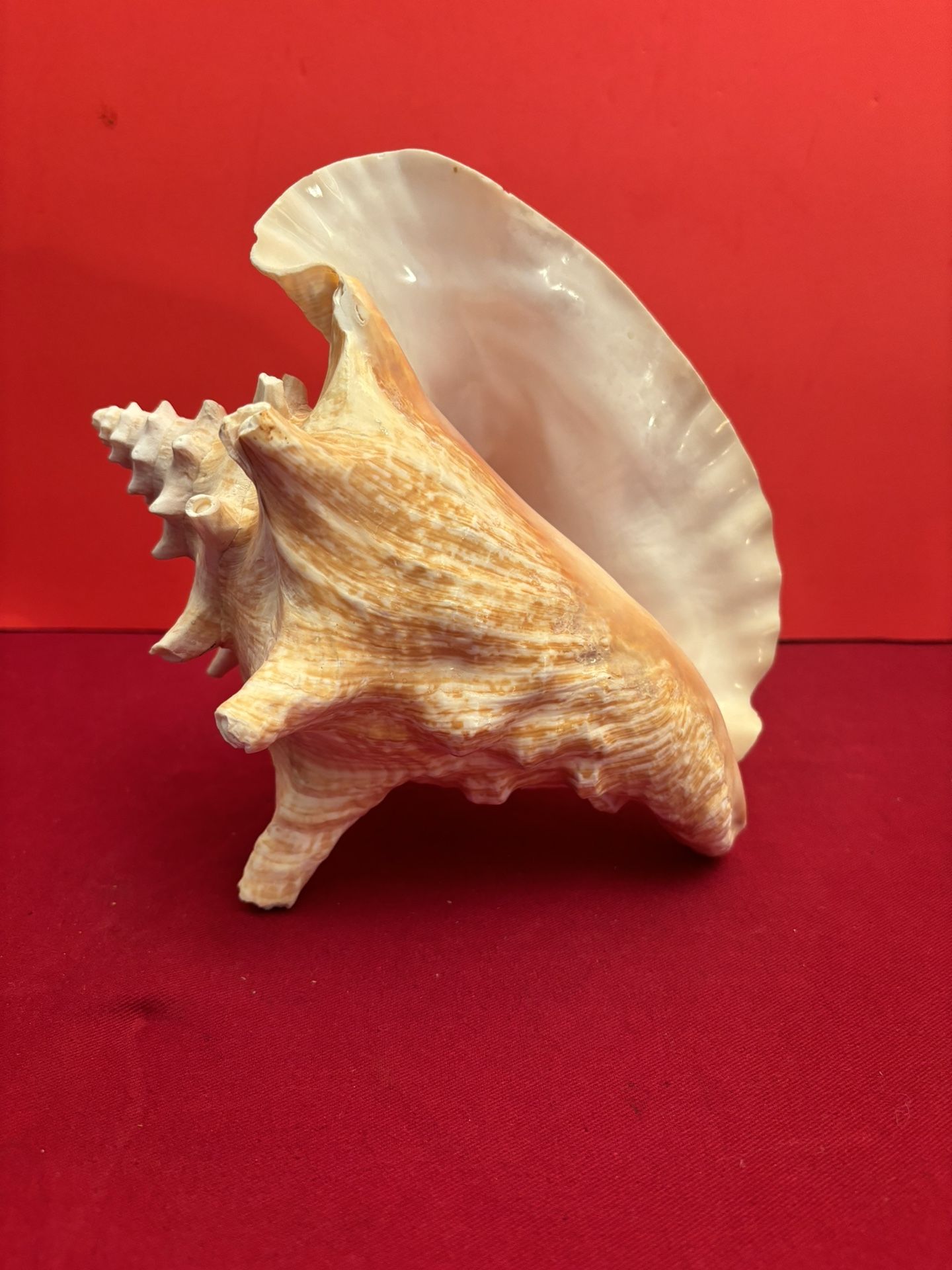 Large Conch Shell 9 Inches Long 7 Inches Tall