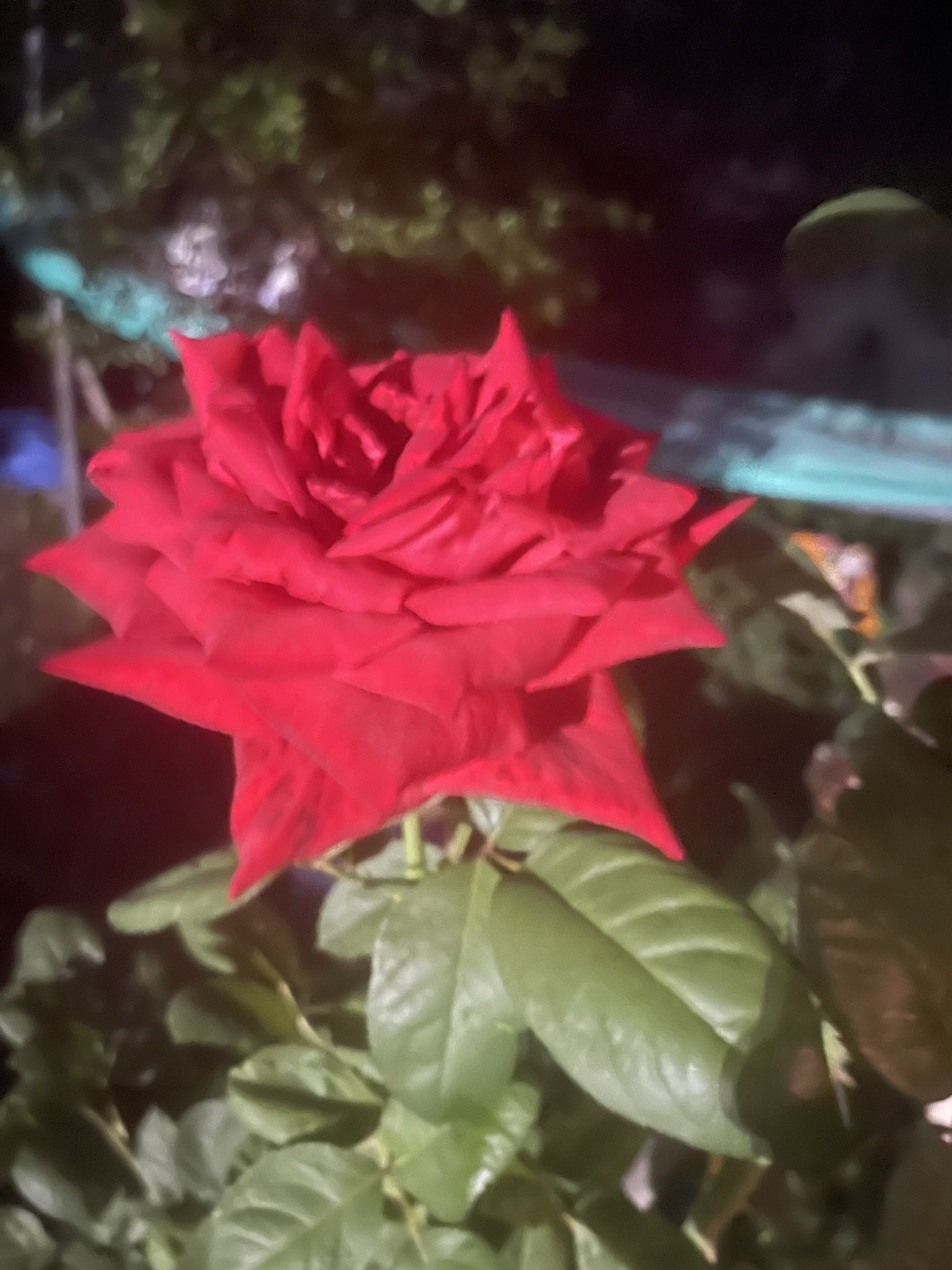 Jumbo Rose Plant With Pot