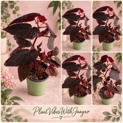 Begonia Dark Plant - 5inch
