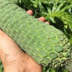 mostera Deliciosa plant 3gal