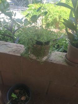 Suculenta