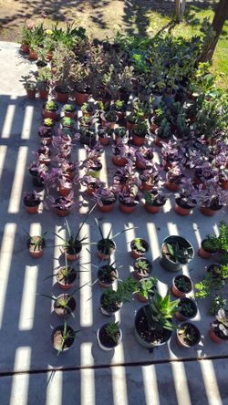 Variedad de plantas de interior y exterior