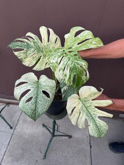 10” monstera mint