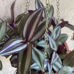 Tradescantia Zebrina Hanging Plant