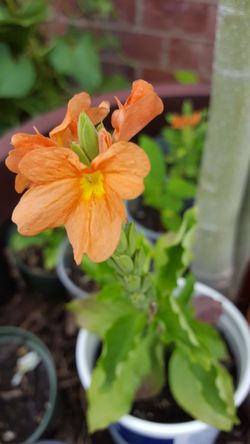 Crossandra kanakambaram firecracker seed