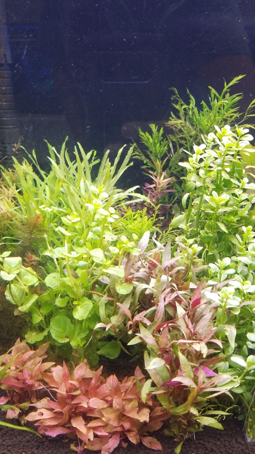 Aquatic plants,nano fish and aquascape materials