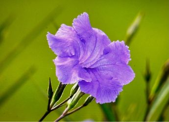 Mexican Petunia Plant in Pot (29”h)