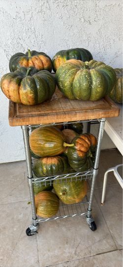 Fresh picked organic squash