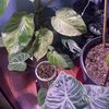 MR.Plantman