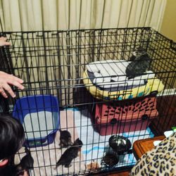 Extra Large Dog Kennel