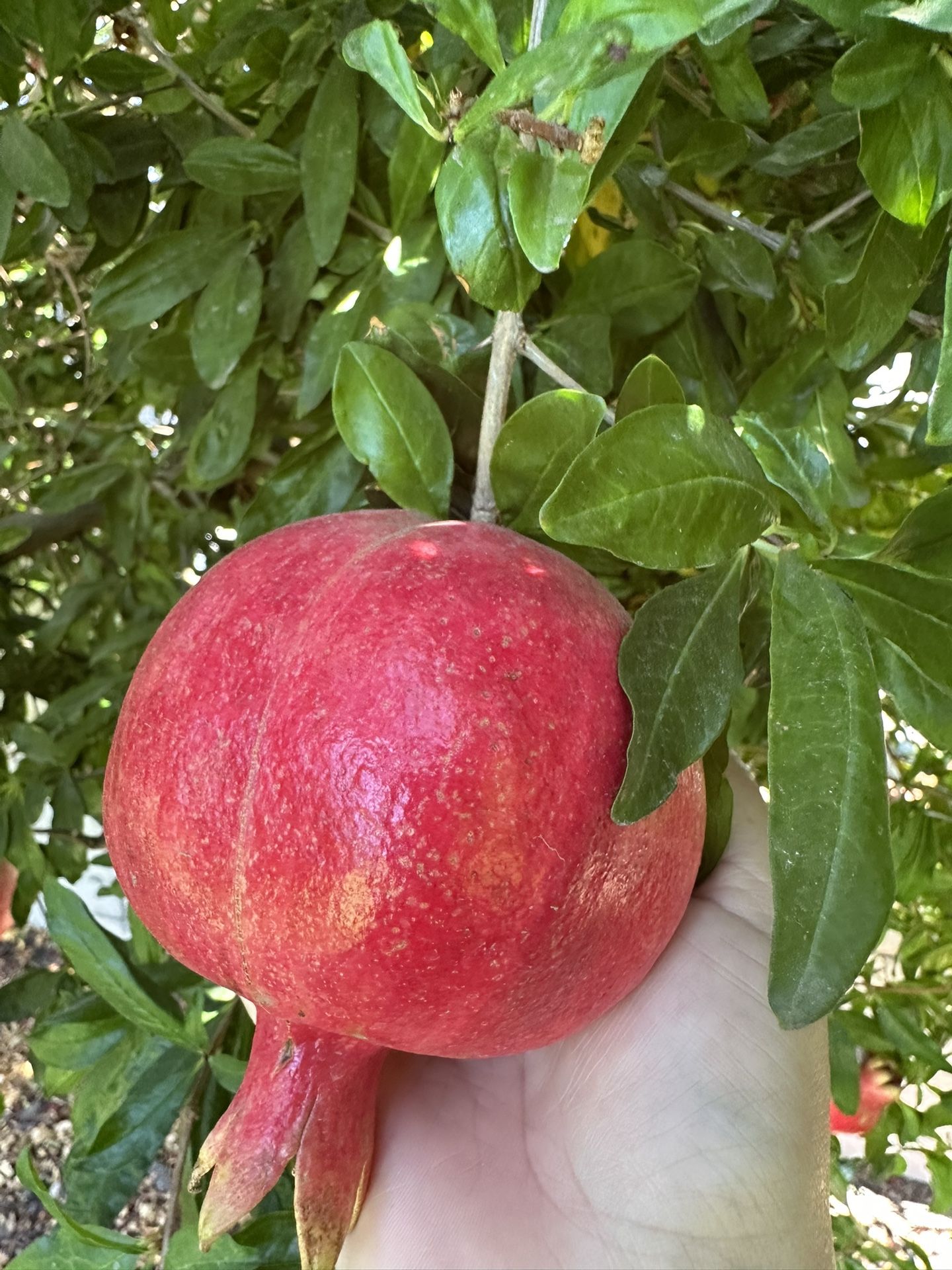 Pomegranate Fruit 