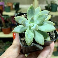 Mother-of-pearl-plant / Ghost plant/ Succulent/ Sedum weinbergii/Graptopetalum paraguayense/jade Plant Family/exotic Plant/ Live Plant