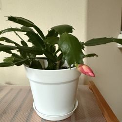 Live Healthy Plants In 6” Pot 