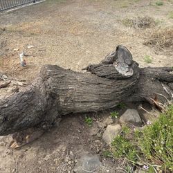 FREE!!!Almond Tree Stump Free!!!