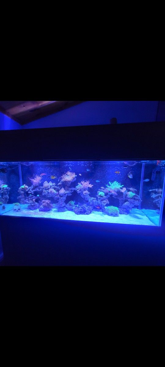 220 Gallon Fish Tank
