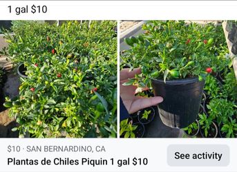 Plantas de Chiles Piquin 1 gal $10