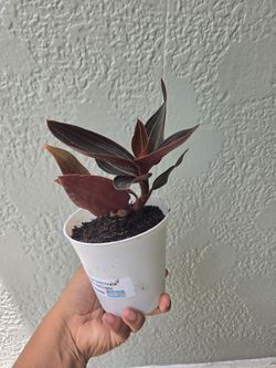 Jewel Orchid Plant