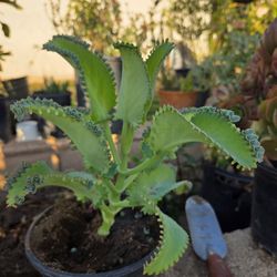 Kalanchoe Mother Of Thousand Suculent Plant