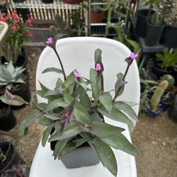 Plants for Sale 