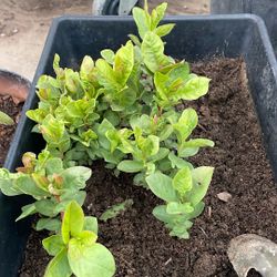 vendo pachol  de guallaba tamaño pera  de grande son como 20 plantas por $35 dolares