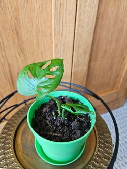 Monstera Adansonii (Green pot-A)