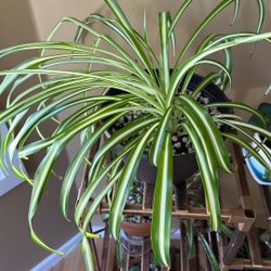 spider plant with 8 inch pot