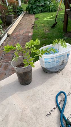 Wisteria starts