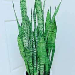 Sansevieria Zeylanica Snake Plants - Indoor Plant -  Ceramic Pot Not Including 