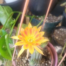 Cactus  de colecion  minis