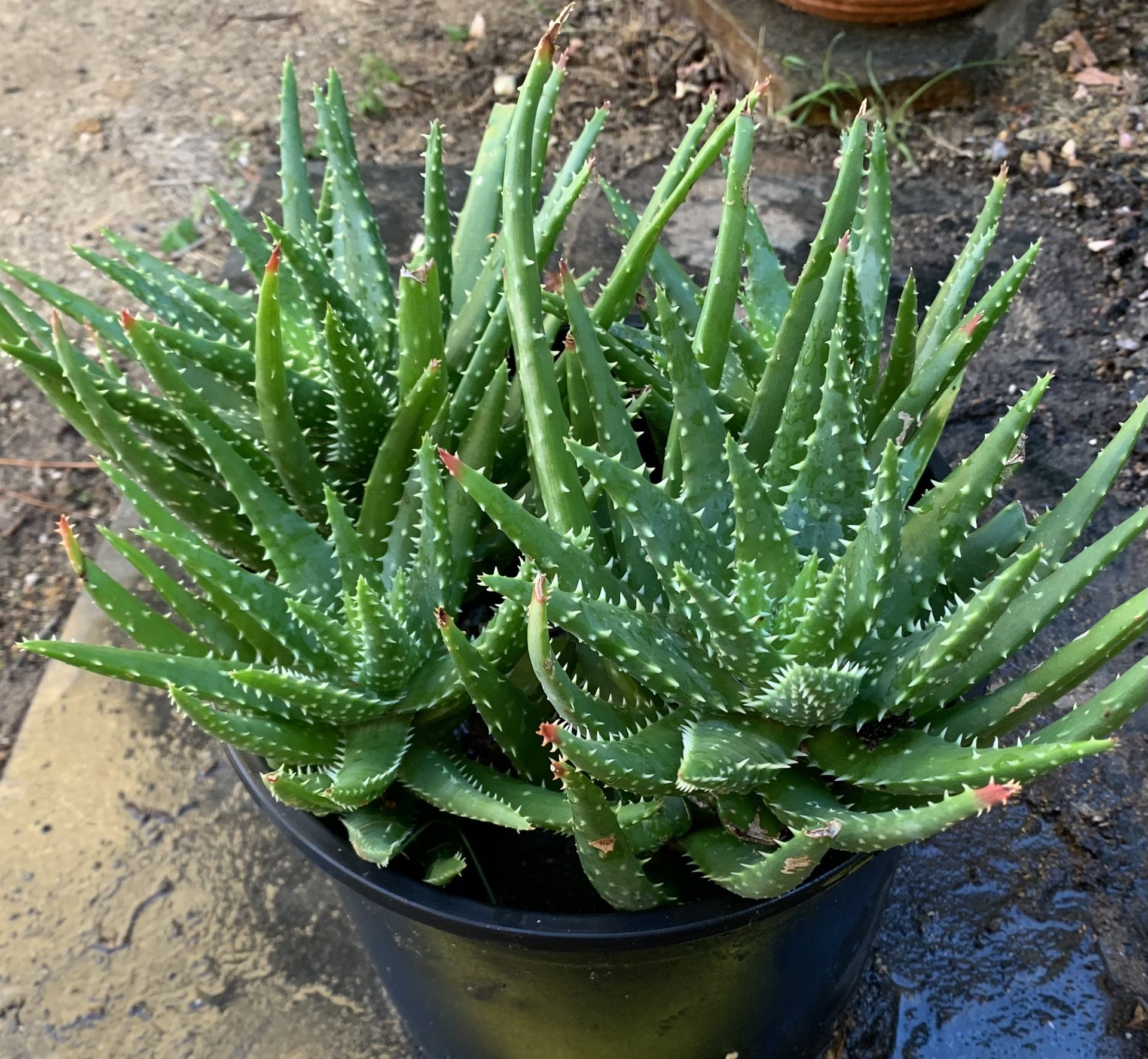 Aloe Vera