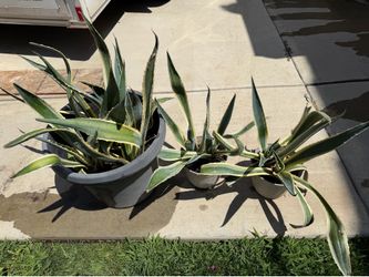 Variegated century plants