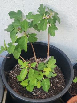 Well established Kadota fig