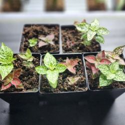 Plant - Polka Dot Plant