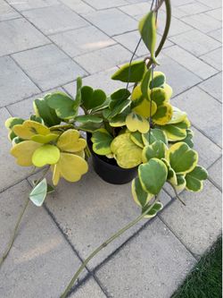 Big Hoya variegated Kerri