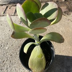  Suculent Plant