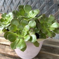 Planta