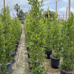 Ficus Nitida Indian Laurel Privacy Hedge