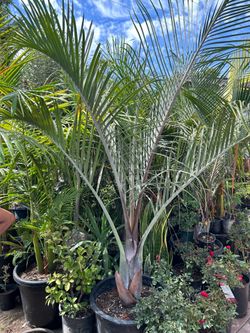 Triangle Palm tree